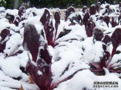 苗木冬季管理——你準(zhǔn)備好了嗎？